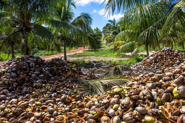 coconut field coconuts tree and dry coconut in Bahia state, northeast of Brazil