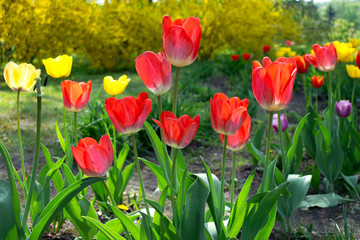 Red and yellow tulips. A field of red and yellow tulips on a park background.
