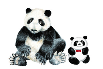 Panda cub and little toy panda on a white background, hand drawn watercolor.
