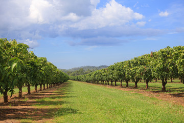 Obraz premium Mango trees on farm. Alley of mango trees