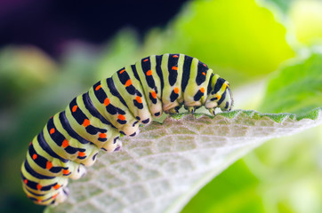 Caterpillar of the Machaon crawling on green leaves, close-up