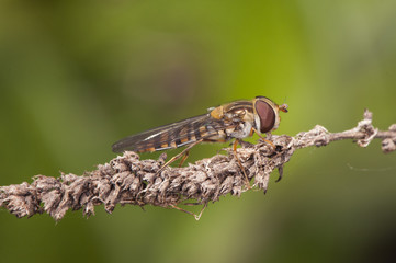 Episyrphus balteatus Syrphidae fly with a wasp or bee appearance belonging to the hoverfly family...