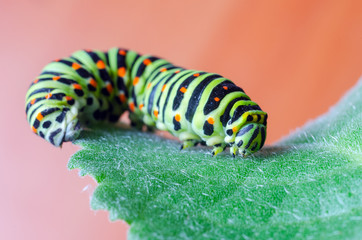 Caterpillar of the Machaon crawling on green leaves, close-up