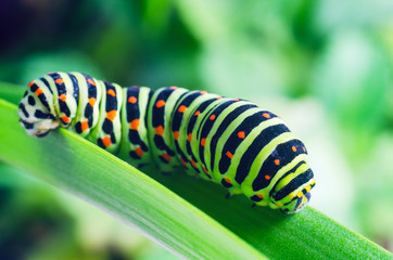 Caterpillar of the Machaon crawling on green leaves, close-up