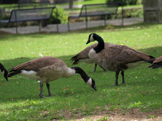 Canadian geese eating on a meadow next to the river Ruhr
