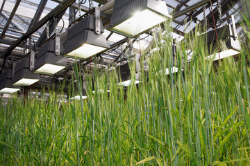 Barley Hordeum vulgare, panicles, close up