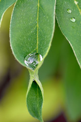 Water drops on plant leaves