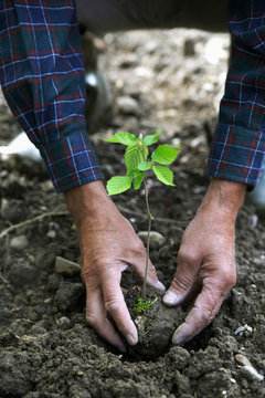 Hands Planting a Seedling, close-up