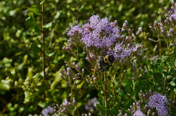 Wild Bee on Purple Lyonia Flower at Lyonia Preserve Florida