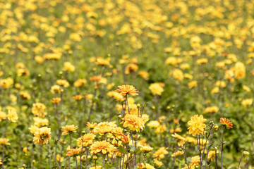 Champs de dahlias de couleur jaune
