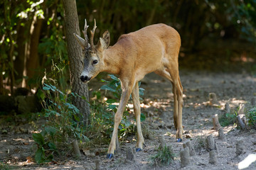 Alert roebuck at the edge of the forest