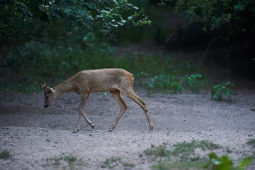 Alert roebuck at the edge of the forest