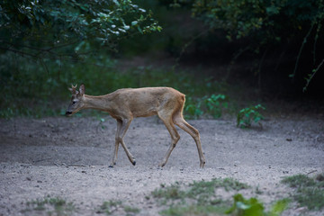 Alert roebuck at the edge of the forest
