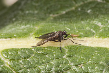 Rhagio species marsh snipefly snipe flies small common fly next to streams