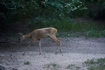 Alert roebuck at the edge of the forest