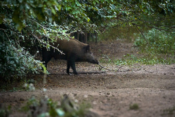 A single adult male wild hog at the edge of the forest