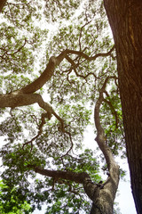 Fototapeta na wymiar branch of tree in forest 