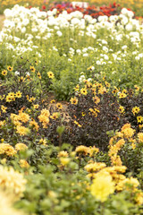 Champs de dahlias multicolores