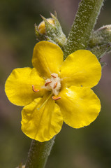 Verbascum cf giganteum mullein medium-sized plant with beautiful and large yellow flowers with...