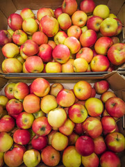 Ripe apples in the market. Autumn harvest concept, organic food, fruits. An abundance of fruit.