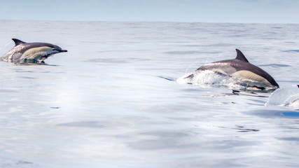 Fototapeta premium Common dolphins swimming around Algarve, Sagres
