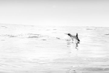 Common dolphins swimming around Algarve, Sagres