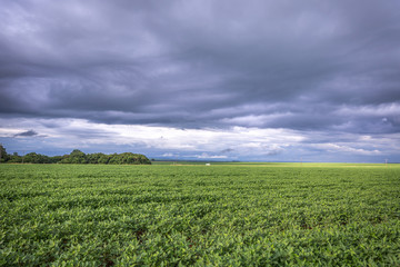 Huge soybean plantation with a heavy cloud sky in Brazil, one of the biggest soybean producer in the world