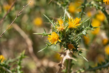 Common Golden Thistle Flower in Bloom in Summer