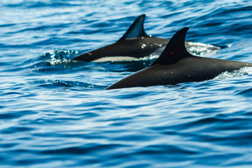 Fototapeta premium Common dolphins swimming around Algarve, Sagres