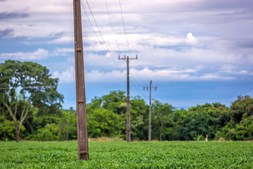 Obraz premium An electrical line crossing a soybean farm in Brazil
