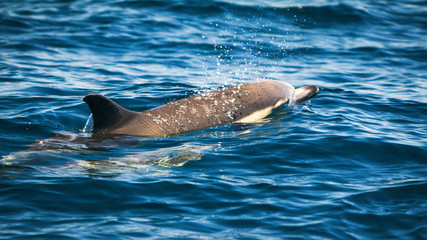Obraz premium Common dolphins swimming around Algarve, Sagres