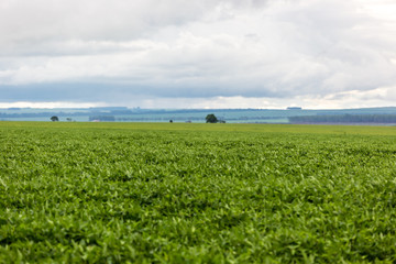 Huge soybean plantation in Brazil