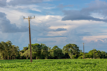 Fototapeta premium Few electrical pole crossing a soybean farm in Brazil