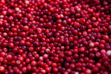 Close-up of forest red cranberry