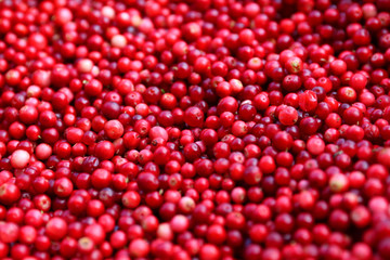 Close-up of forest red cranberry
