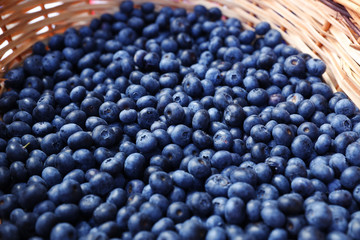 Large forest blueberries in a wicker basket