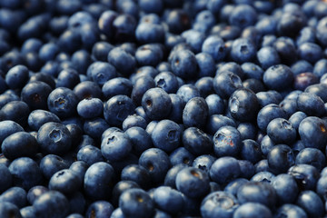 Close-up of large forest blueberries