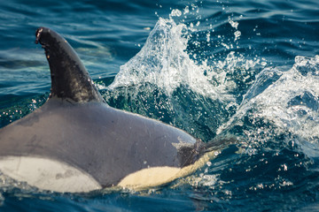Common dolphins swimming around Algarve, Sagres