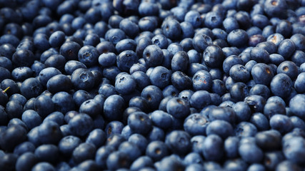 Close-up of large forest blueberries