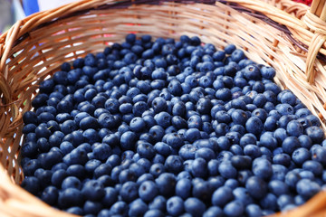 Large forest blueberries in a wicker basket