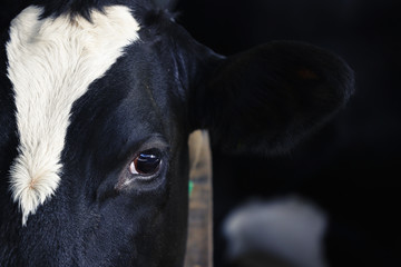 Close-up of cow's eye and ear
