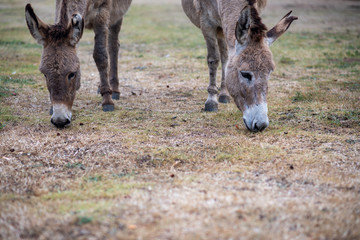 Two donkeys grazing on grass