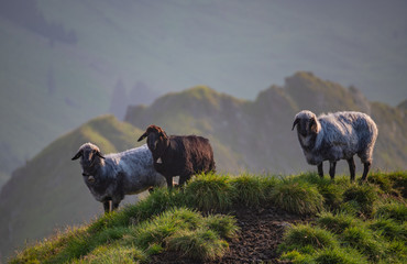 Bergschafe in Tirol