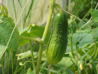 cucumber in a greenhouse
