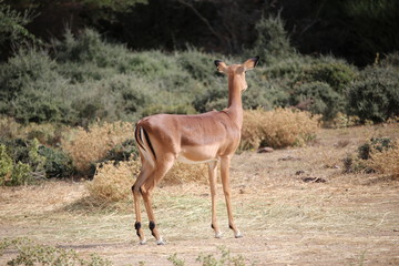 Obraz na płótnie Canvas antilope