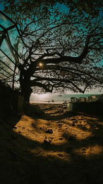 Balan&ccedil;o na praia, arvore na praia, balan&ccedil;o na arvore, sol e sombra, arvore