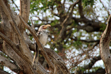 African Bird In Kruger National Park, South Africa, southern yellow-billed hornbill