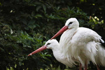 Two white storks sitting on top of their nest