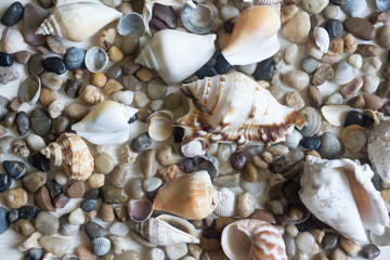 Seashell collection close up, whites, pastels, sea urchin shells