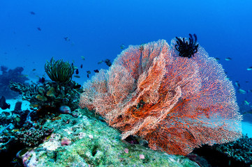 Colorful coral in a beautiful underwater landscape